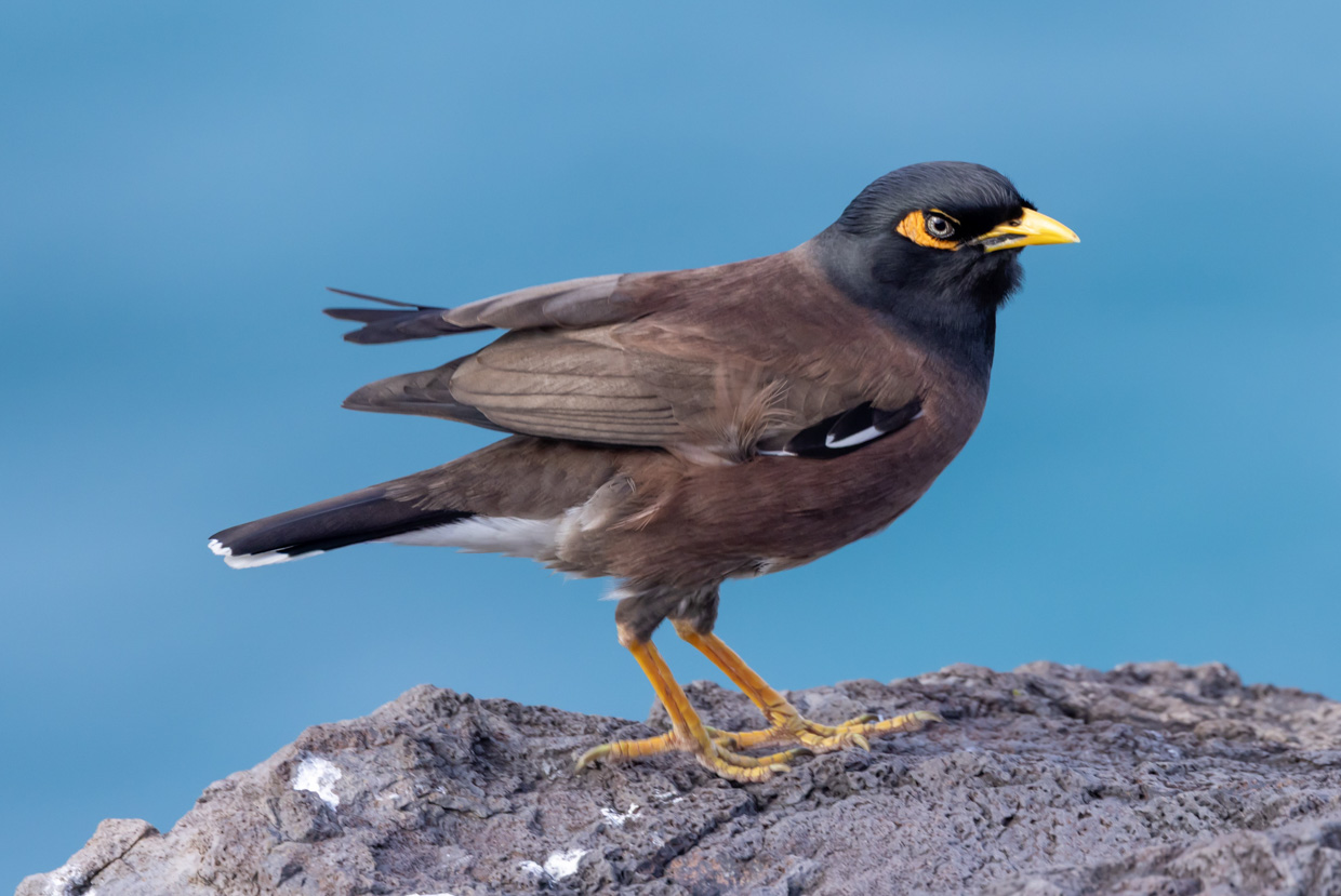 Hawaii Trip Report (Mar 9 -26, 2026)