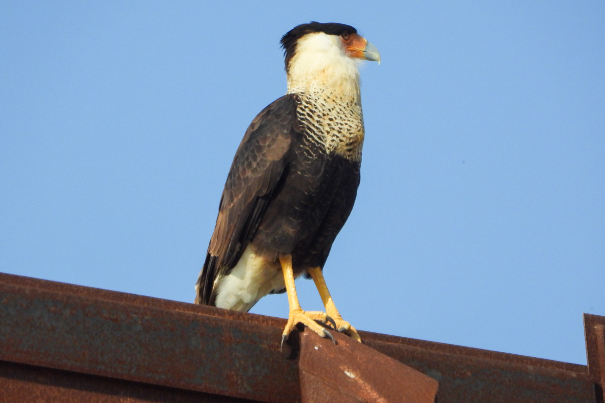 Crested Caracara on border wall