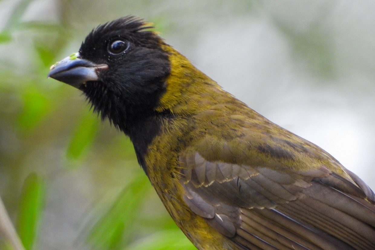 Crimson-collared Grosbeak