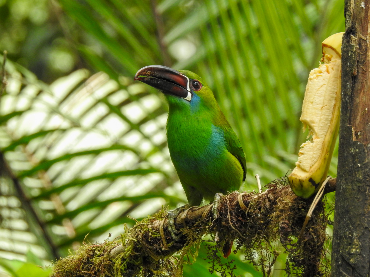 Crimson-rumped Toucanet