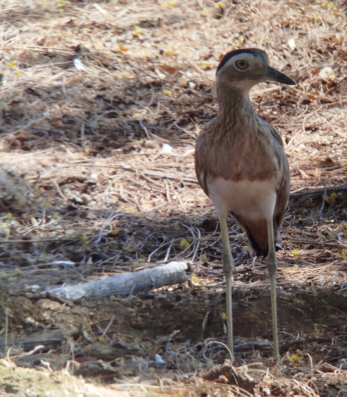 Costa Rica Sampler Trip Report (Mar 1 – 12, 2026)