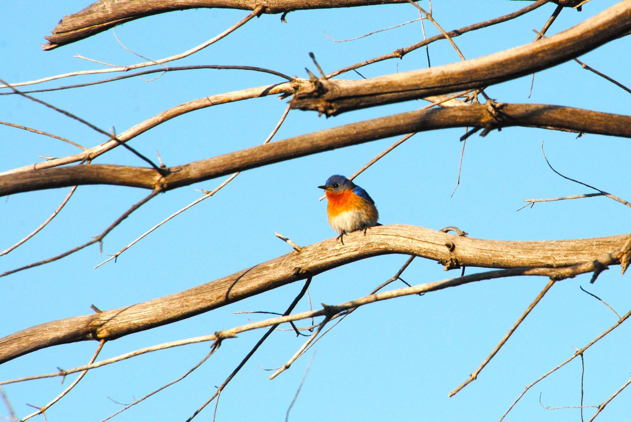 Eastern Bluebird