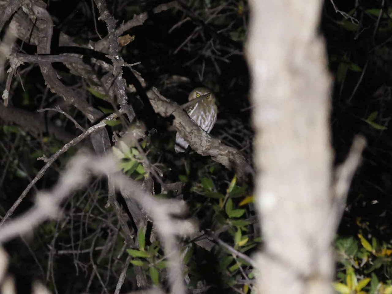 Elf Owl