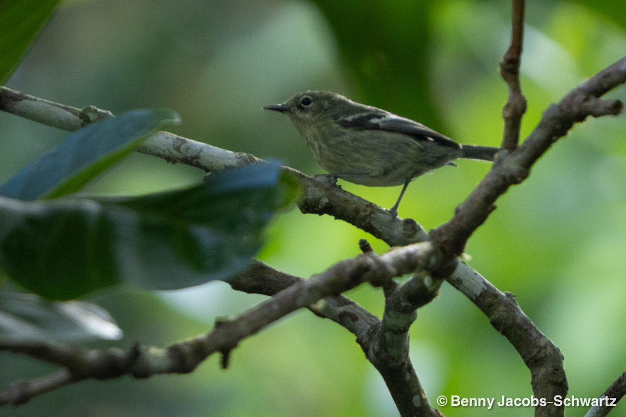 Elfin-woods Warbler