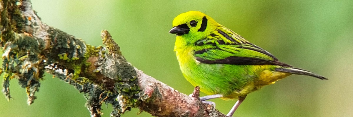 Costa Rica Sampler Trip Report (Mar 1 - 12, 2026)