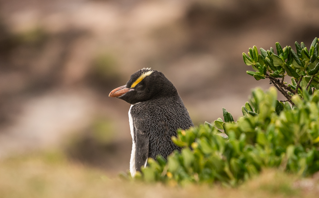 Erect-crested Penguin