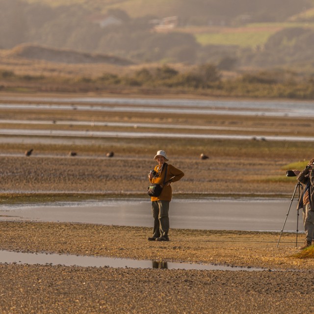 Birding at Estuary