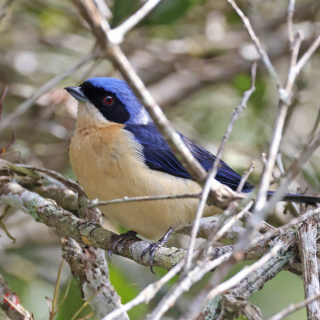 Fawn-breasted Tanager