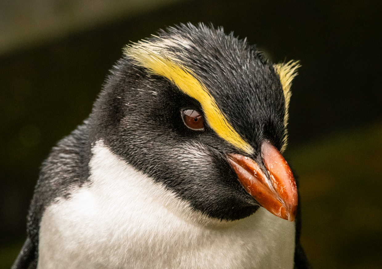 Fiordland Penguin