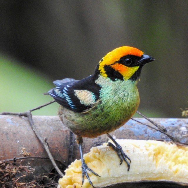 Flame-faced Tanager