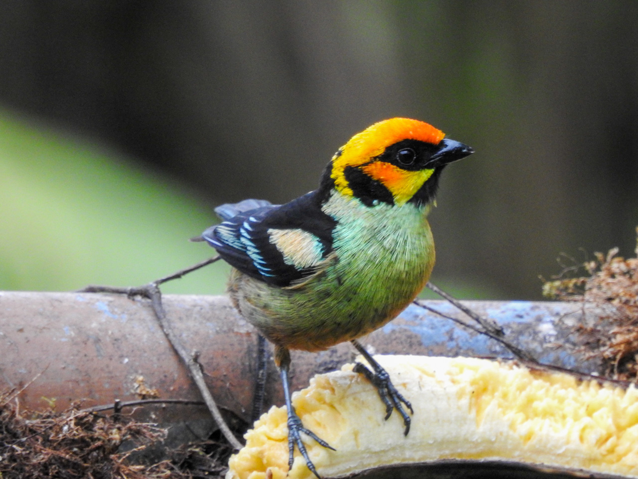 Flame-faced Tanager