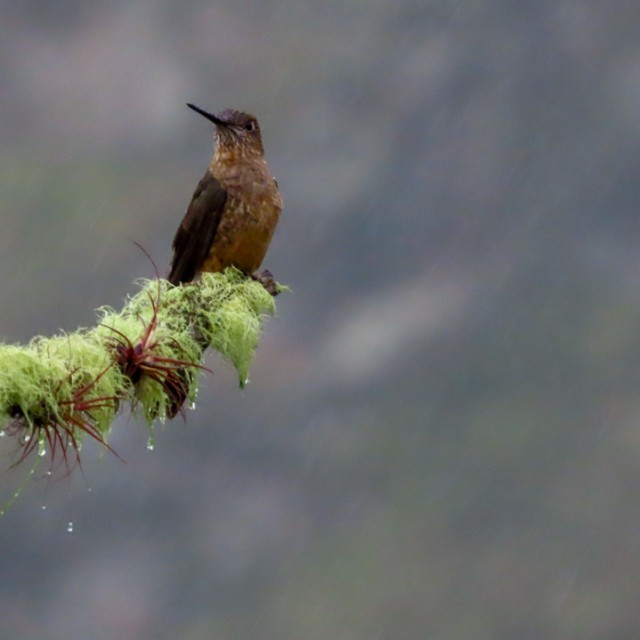Giant Hummingbird
