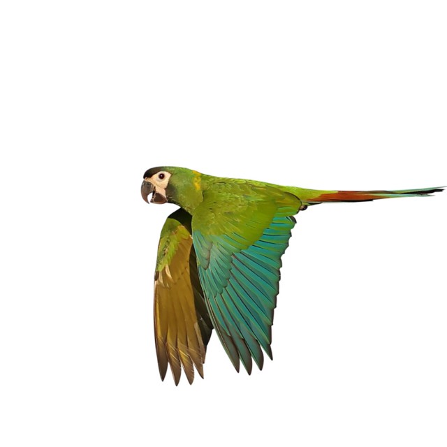 Yellow-collared Macaw