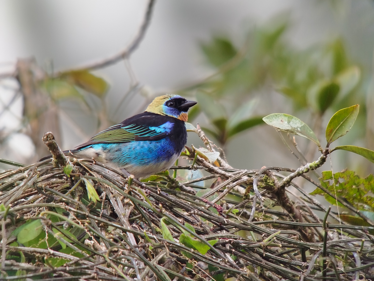 Costa Rica Sampler Trip Report (Mar 1 – 12, 2026)