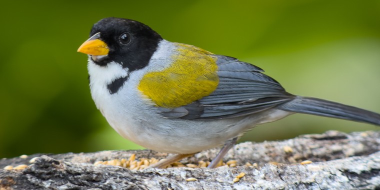 Colombia: Santa Marta Trip Report 2026