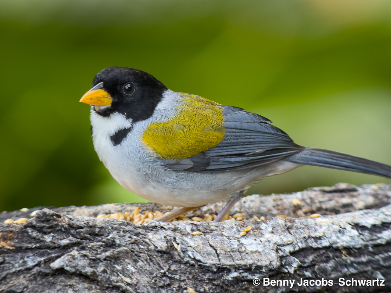 Colombia: Santa Marta Trip Report 2026