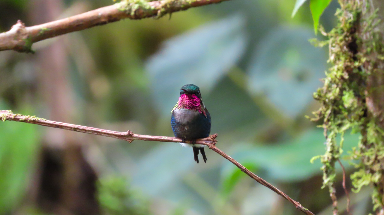 Grand Ecuador Trip Report (Mar 30 – Apr 15, 2026)