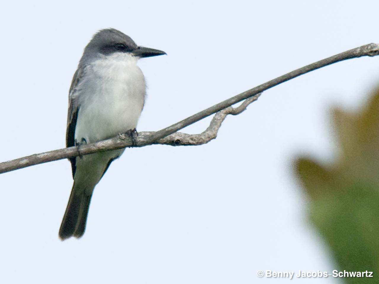 Puerto Rico (March 3 – Mar 10, 2026)