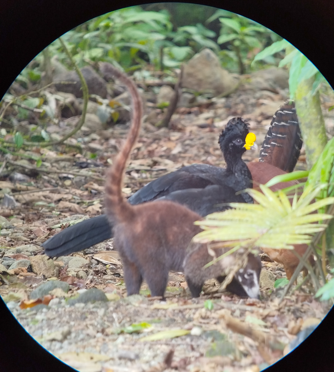 Costa Rica Sampler Trip Report (Mar 1 – 12, 2026)