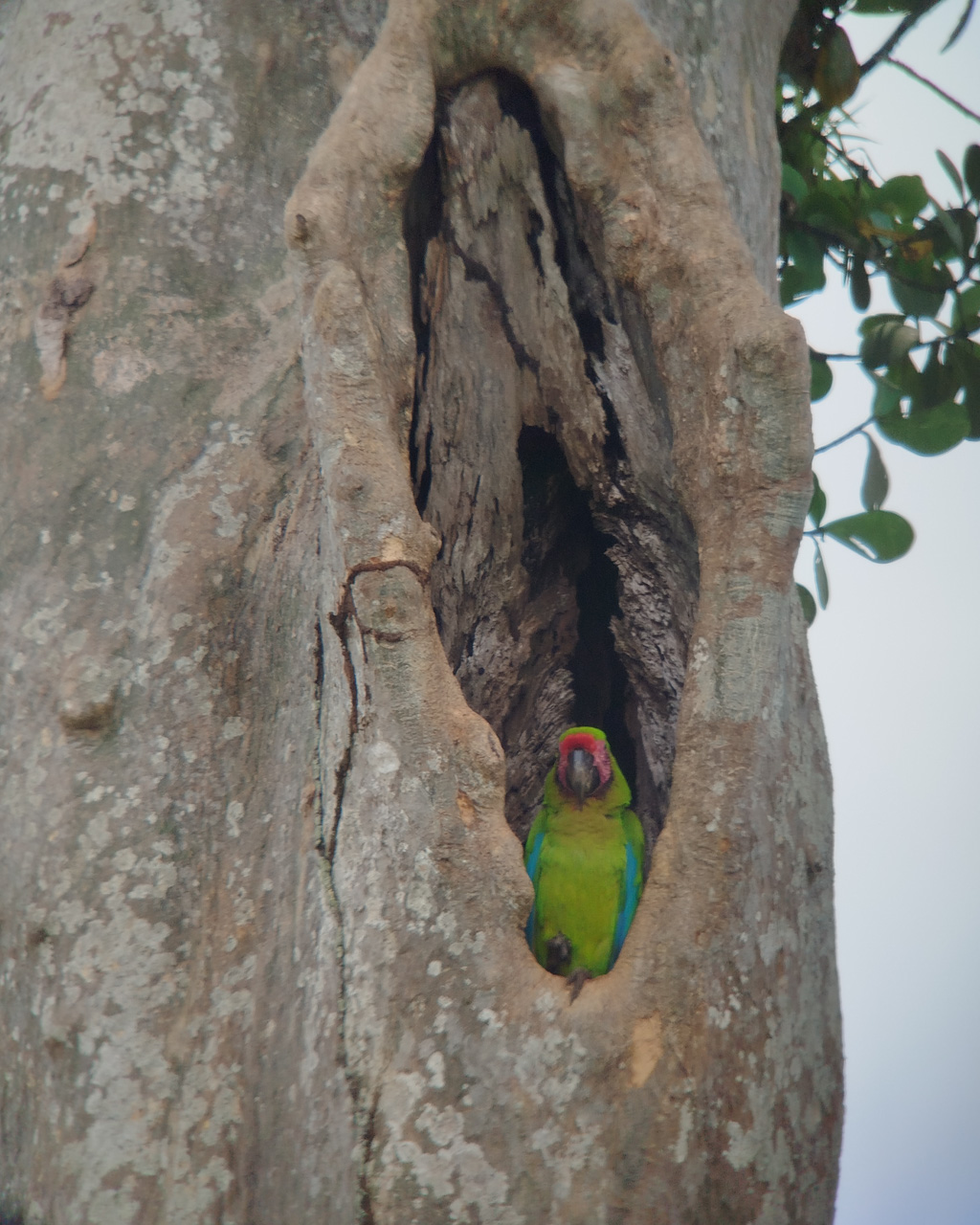 Great Green Macaw