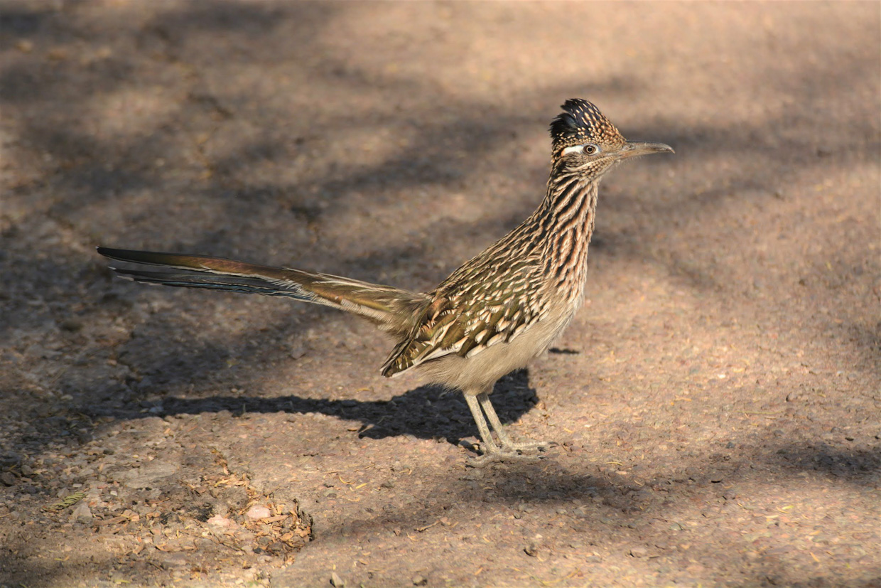 Greater Roadrunner
