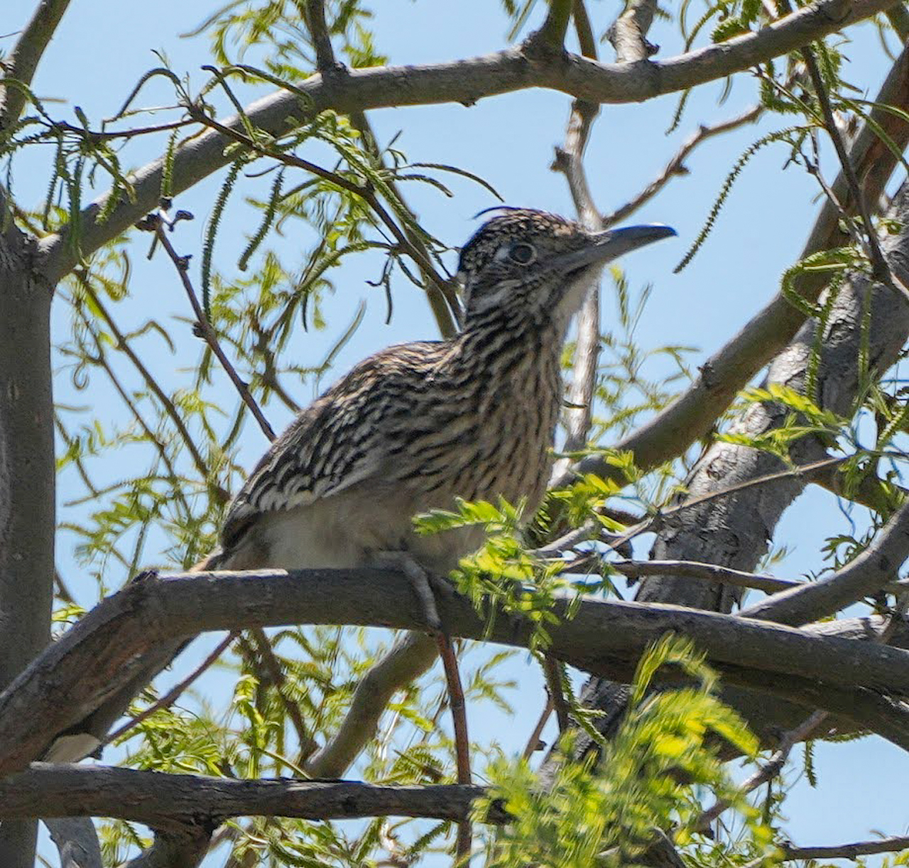 Arizona in Winter Trip Report (March 2026)