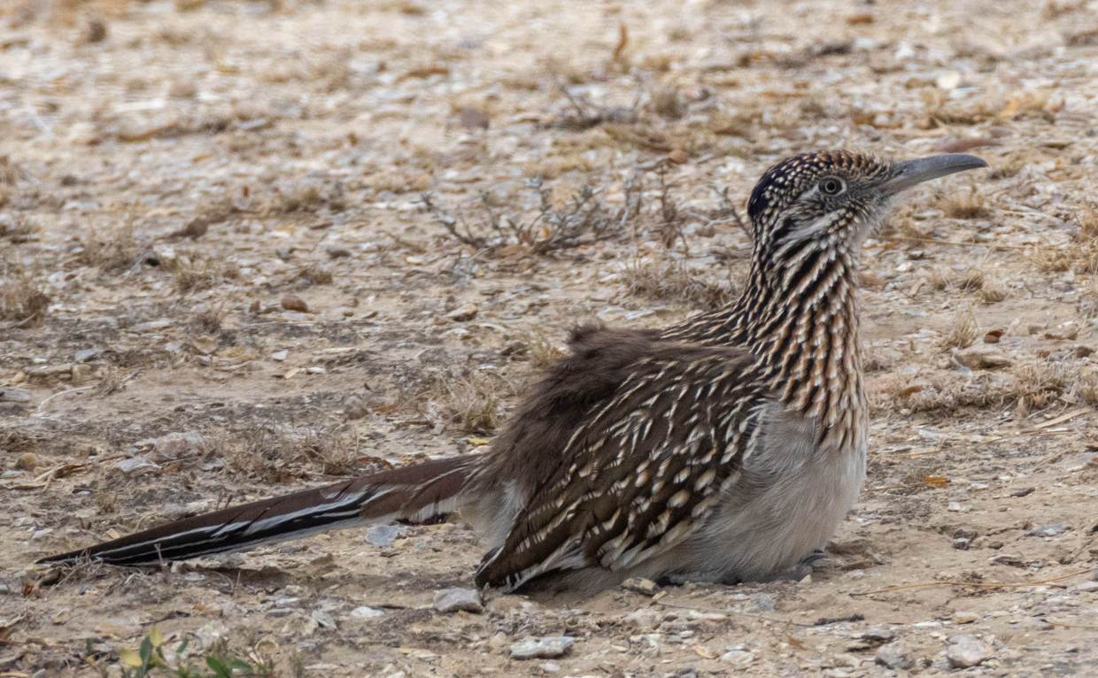 Greater Roadrunner