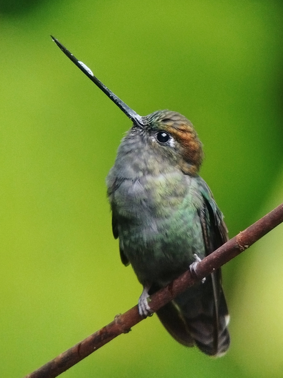 Costa Rica Sampler Trip Report (Mar 1 – 12, 2026)