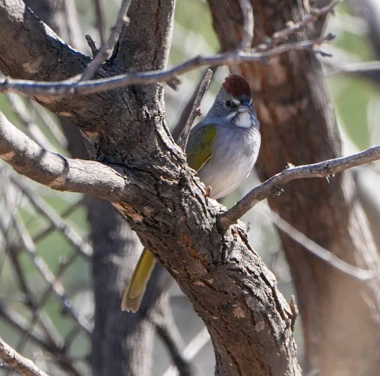 Green-tailed Towhee
