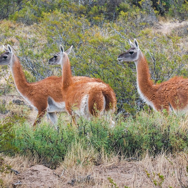 Guanacos