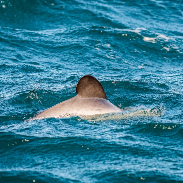 Hector's Dolphin
