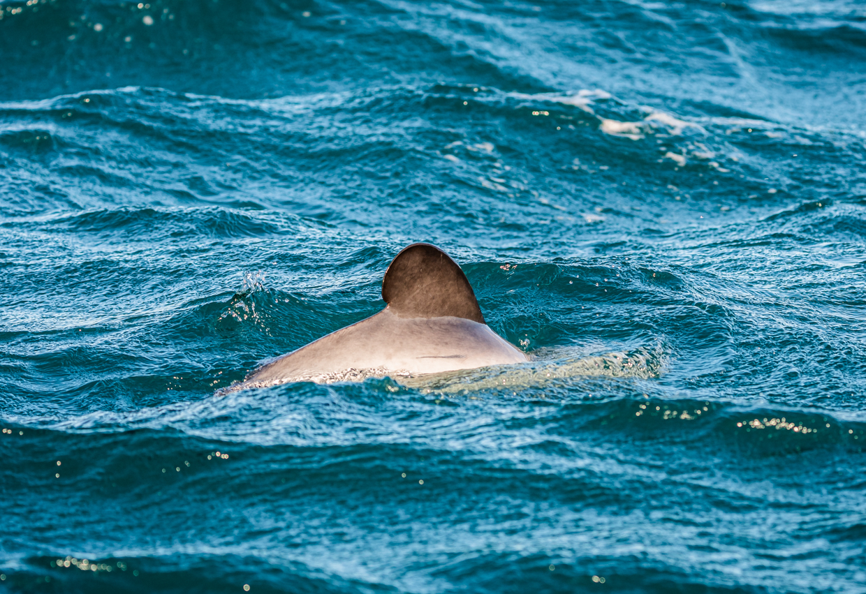 Hector's Dolphin