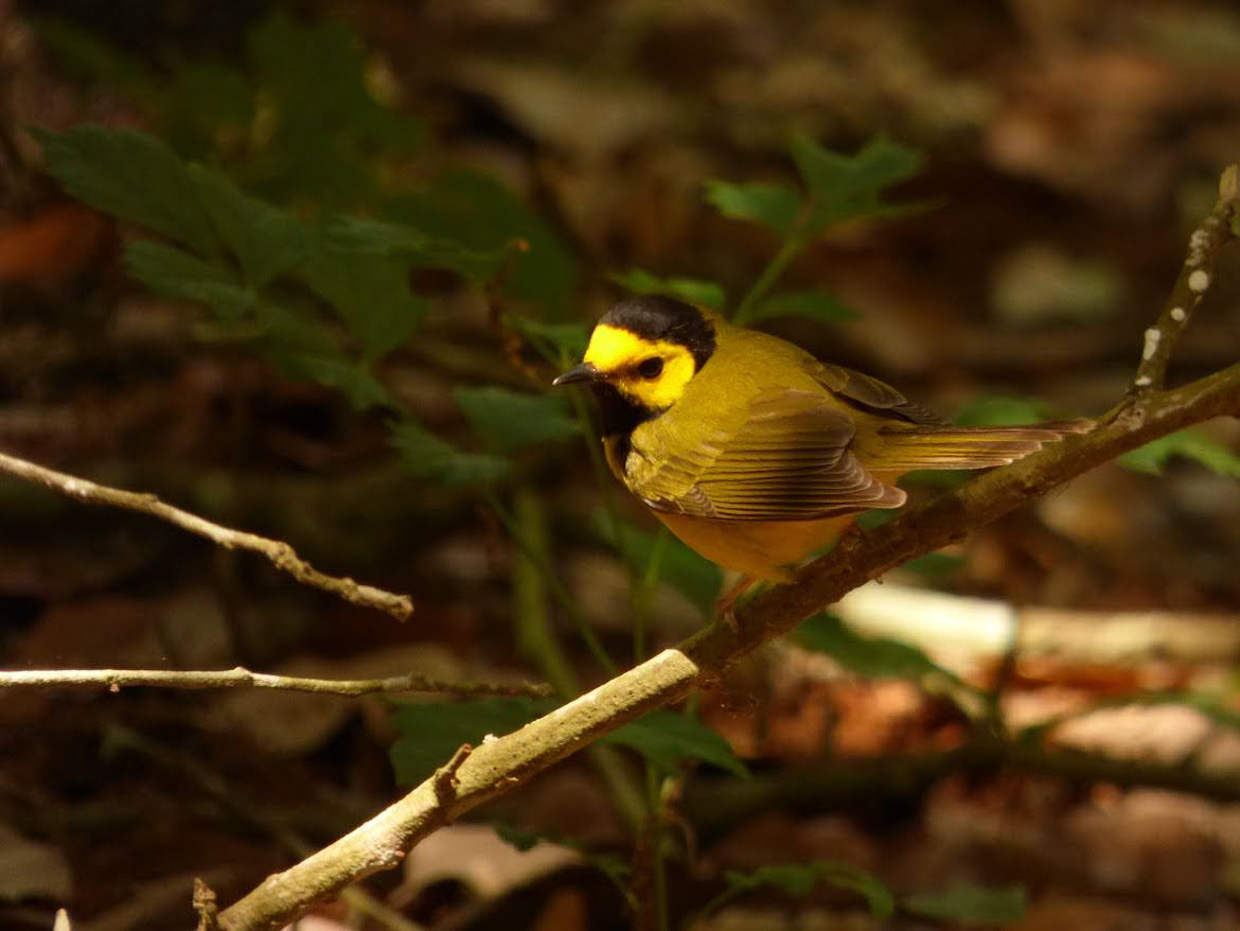 Hooded Warbler