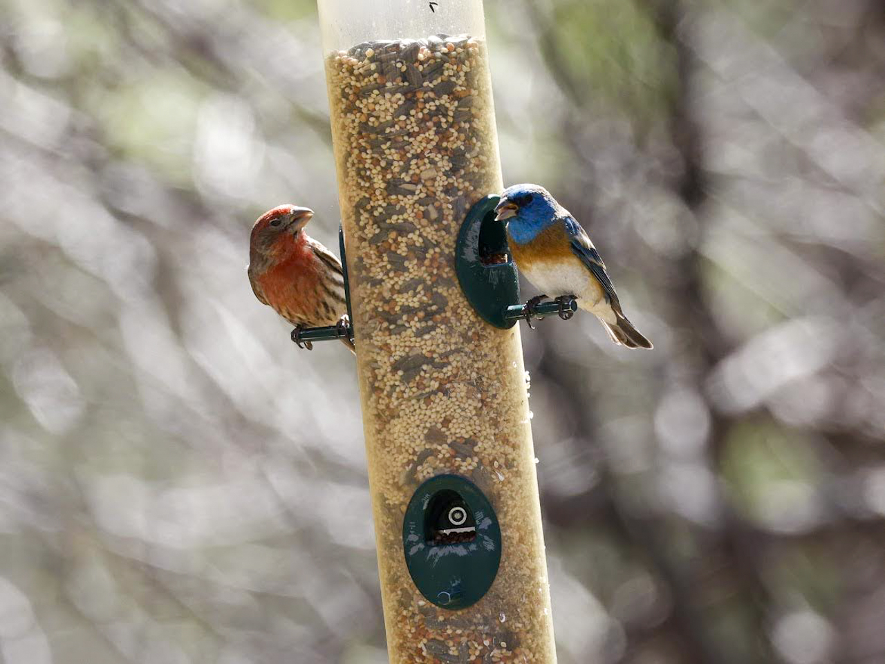 House Finch Lazuli Bunting