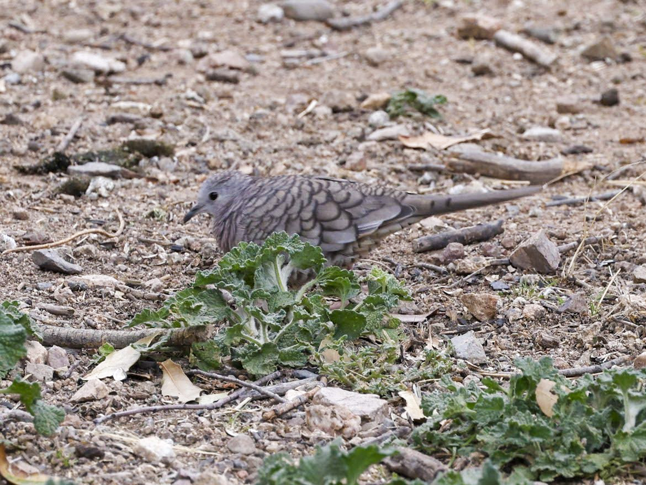 Inca Dove