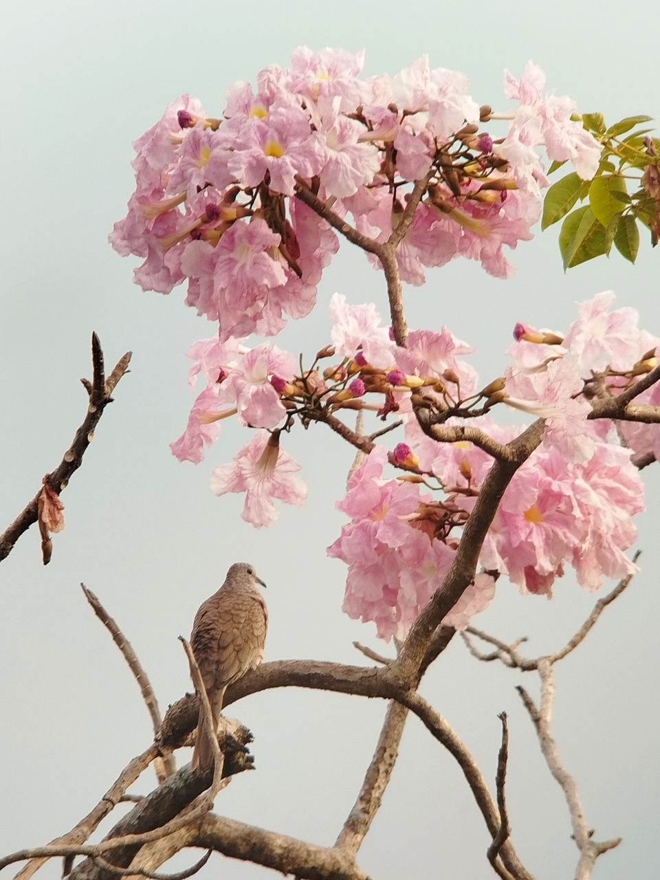 Costa Rica Sampler Trip Report (Mar 1 – 12, 2026)