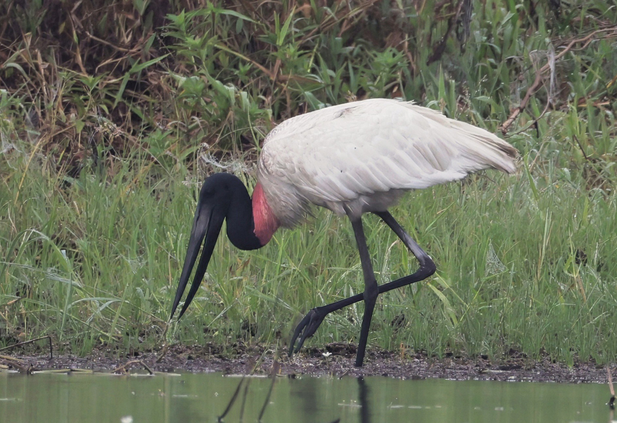 Jabiru