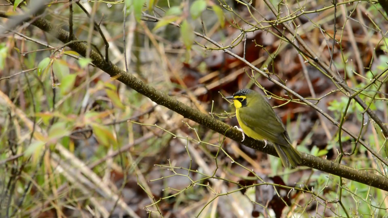 Kentucky Warbler