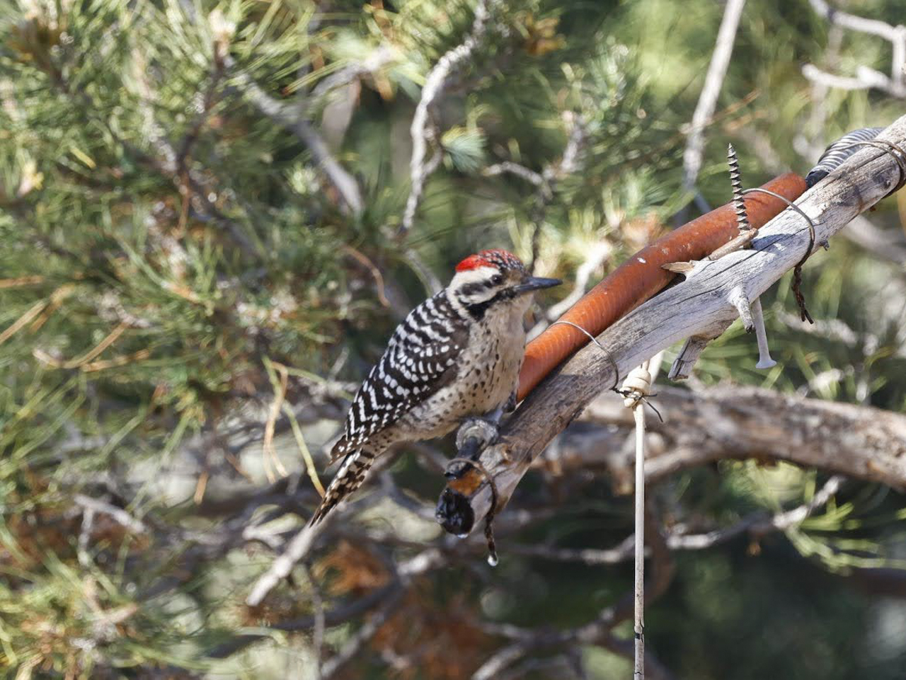 Ladder-backed Woodpecker