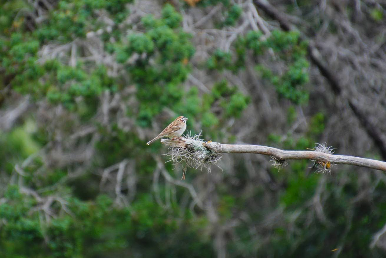 Lark Sparrow