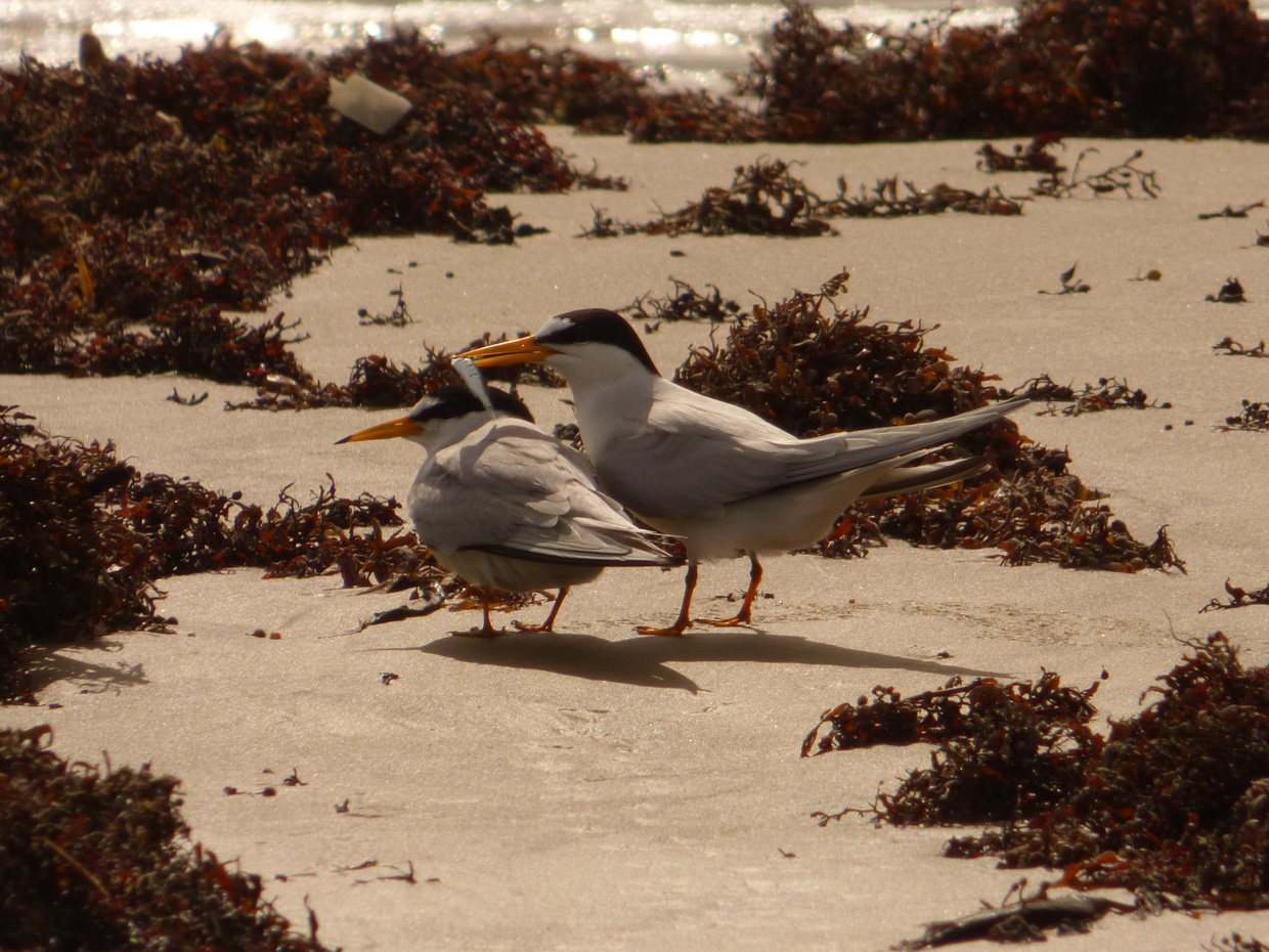 Least Terns courting