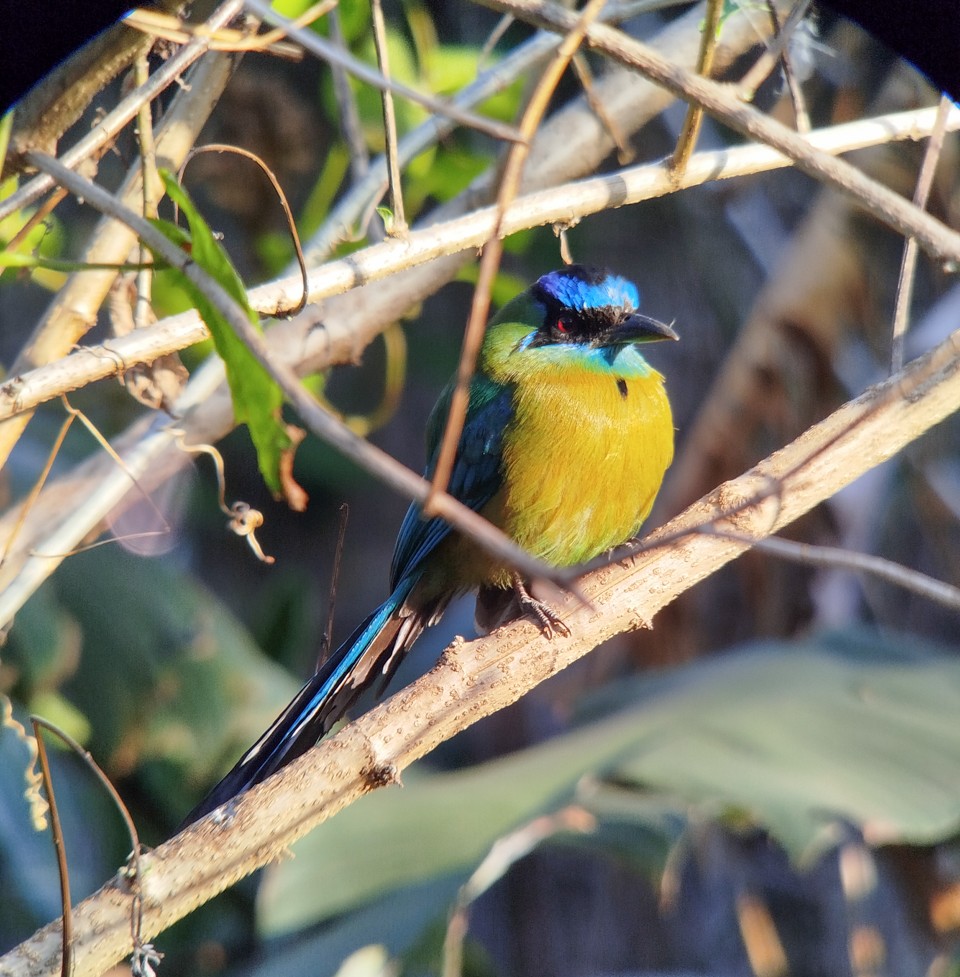 Costa Rica Sampler Trip Report (Mar 1 – 12, 2026)