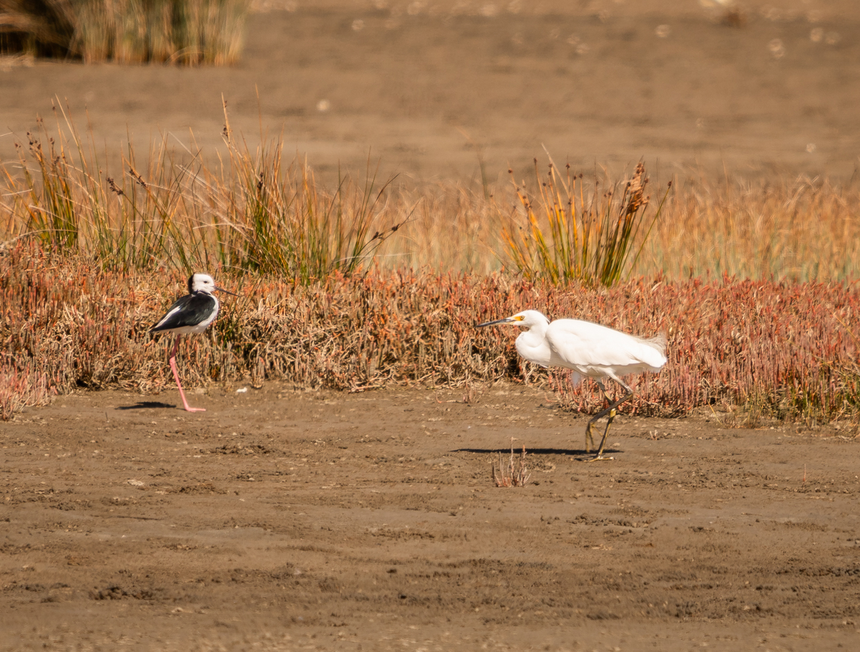 Little Egret