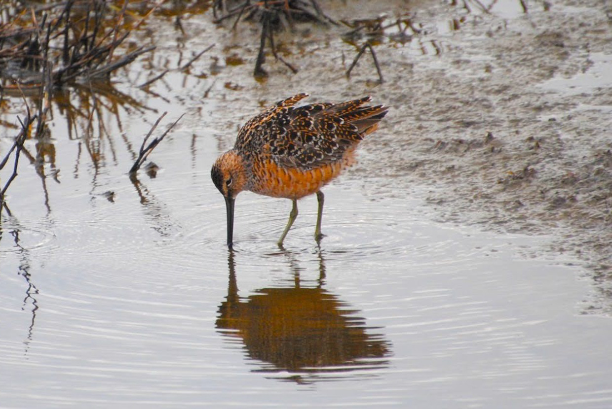 Long-billed Dowitcher