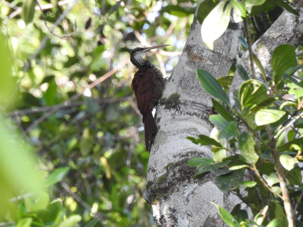 Long-billed Woodcreeper