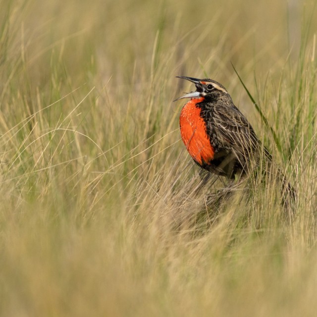 Long-tailed Meadowlark