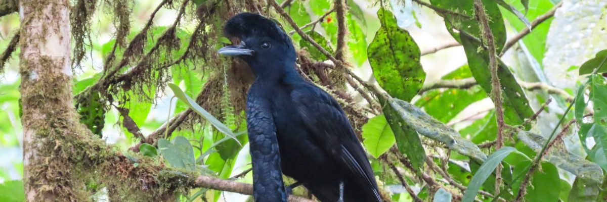 Grand Ecuador Trip Report  (Mar 30 - Apr 15, 2026)