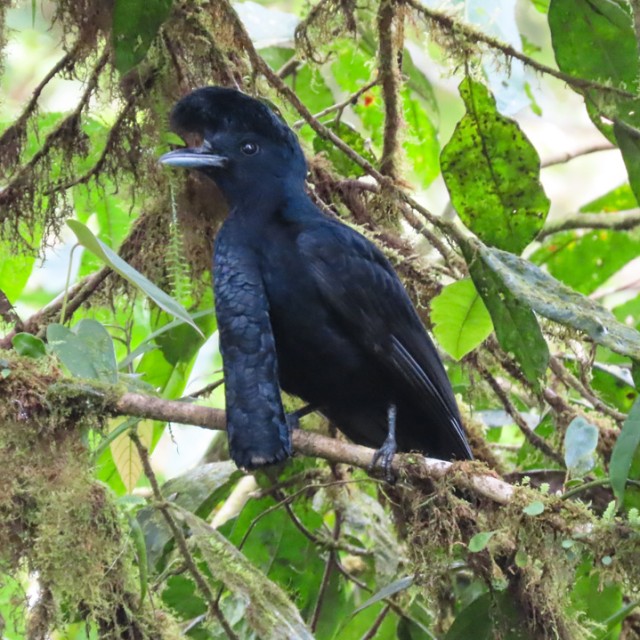 Long-wattled Umbrellabird