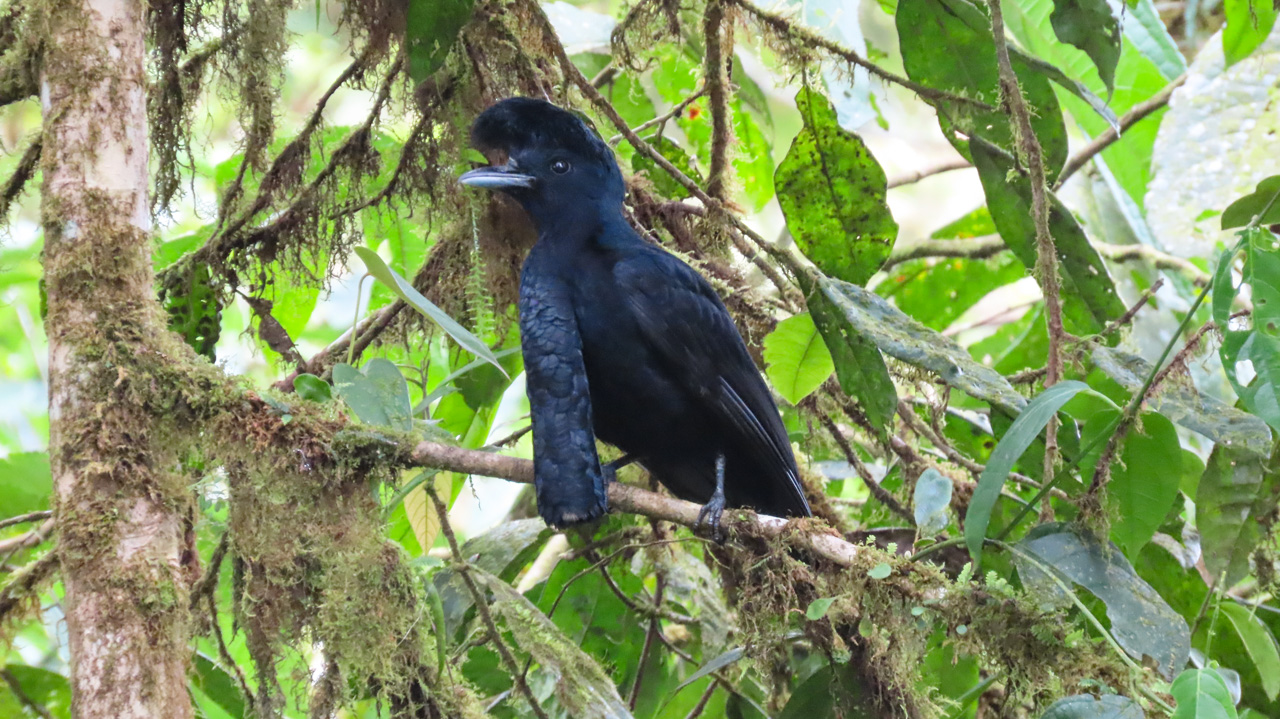 Grand Ecuador Trip Report (Mar 30 – Apr 15, 2026)