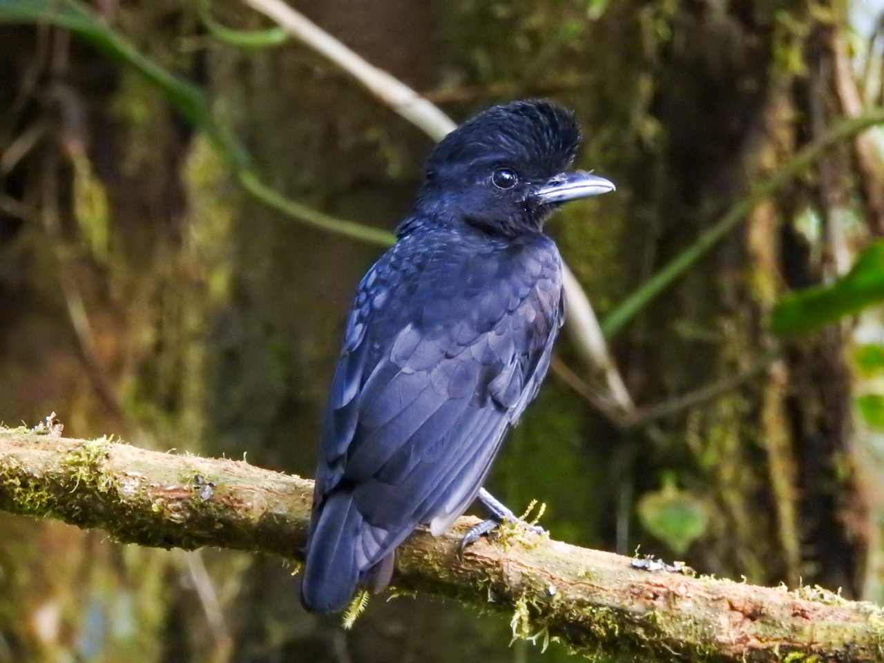 Long-wattled Umbrellabird